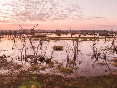 A wide landscape view of a serene wetland area filled with skeletal, leafless trees reflected in the still water under a soft pink and orange sunset sky.
